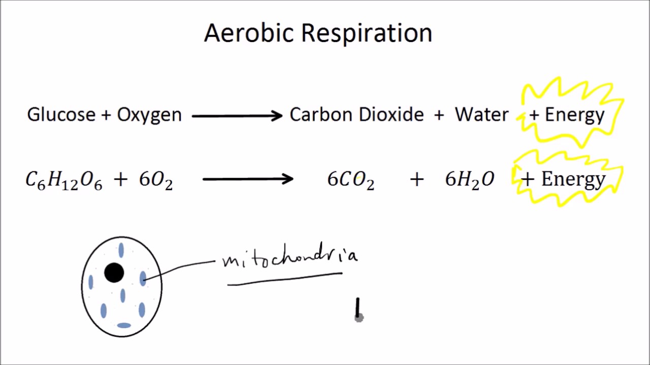 aerobic respiration