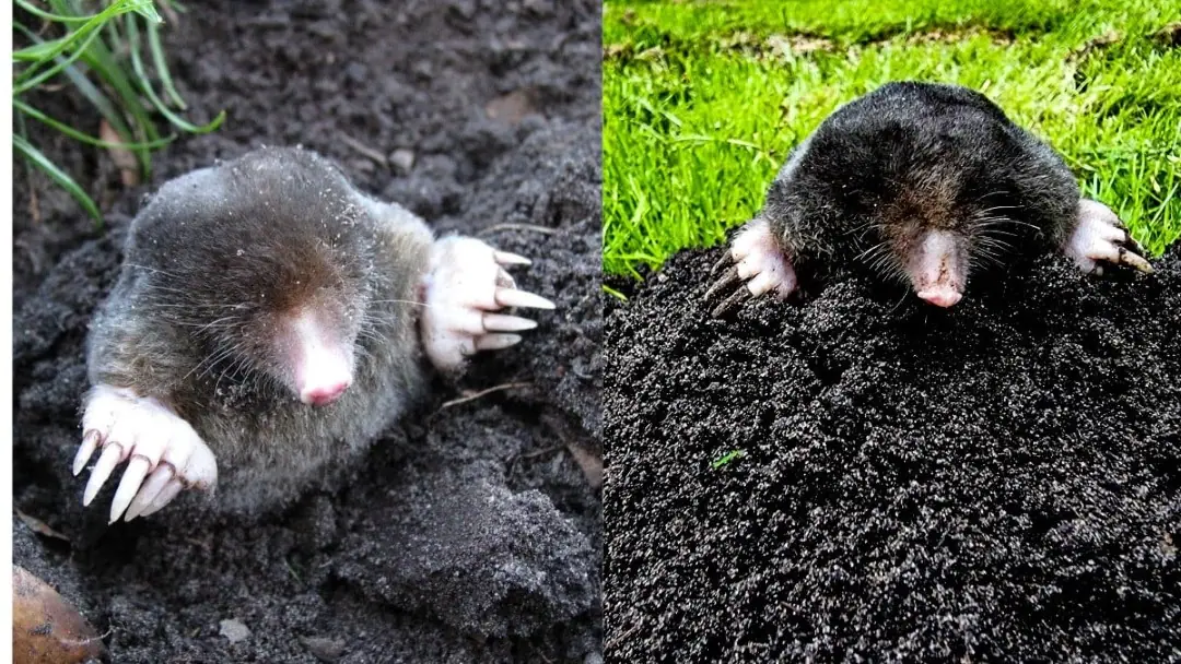 collective noun moles